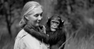 Murió Jane Goodall, la reconocida defensora de los derechos de los animales