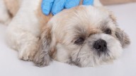 ¿Cuáles son los síntomas del parvovirus canino?