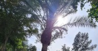 Mexicali tendrá un martes soleado con vientos moderados