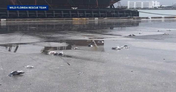 Nearly 50 birds crushed to death by truck driver, wildlife officials say