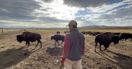 'Surreal': Meet the Colorado ranchers – and CU alums – who donated the newest Ralphie mascot