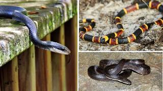 5 Common Garden Snakes You Should Know