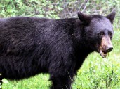 Bear sighting prompts warning in southwest Calgary