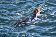Otter steals surfboard in Santa Cruz. No, not that otter.