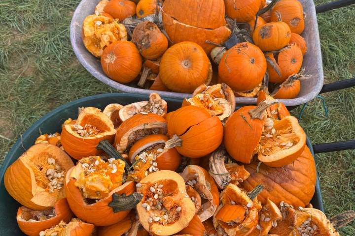 NJ farm begs visitors: Stop sitting on the pumpkins for photos!