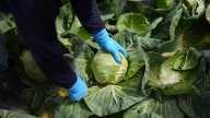 A recipe for avoiding 15 million deaths a year and climate disaster is fixing food, scientists say
