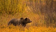 It's Almost Hibernation Time For Bears, But Biologists Say Don’t Let Your Guard Down