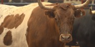 5k and livestock at the 73rd Heart O’ Texas Fair & Rodeo
