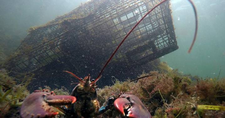 Lobster population falls off New England, leading regulators to declare overfishing