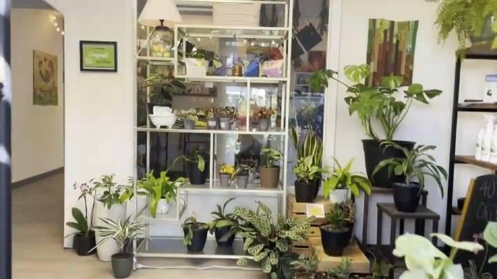 Vivero Herbalista ofrece un sinfín de tipos de plantas en San José