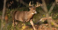 'Antler Alert': Drivers cautioned as wildlife crossings increase