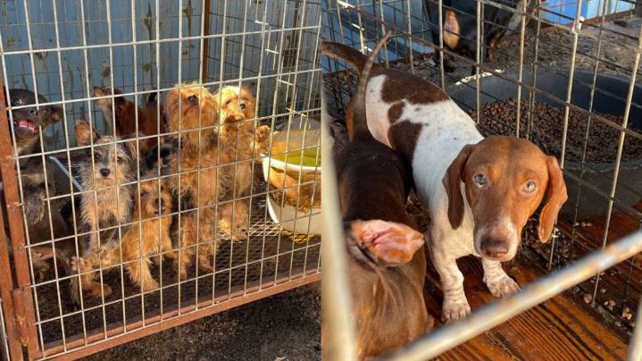 16 small dogs rescued from inhumane, disease-filled conditions on East Texas property