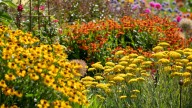 The Flowering Shrub You Should Prune In October For Better Spring Growth