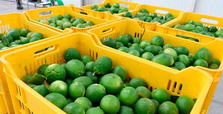 Caída del precio del limón en el Valle de Apatzingán, por sobreproducción: Bedolla
