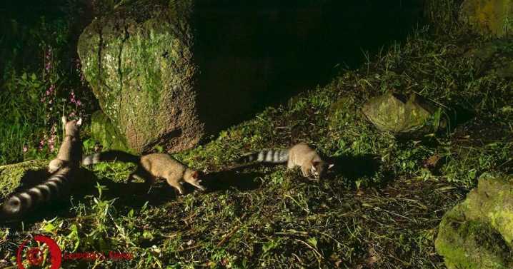 Nacen crías de cacomixtle en Ciudad Universitaria de la UAEMéx: Así fue captado el hallazgo mediante cámaras trampa