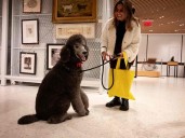 Museo del Perro en Nueva York: arte, historia y actividades