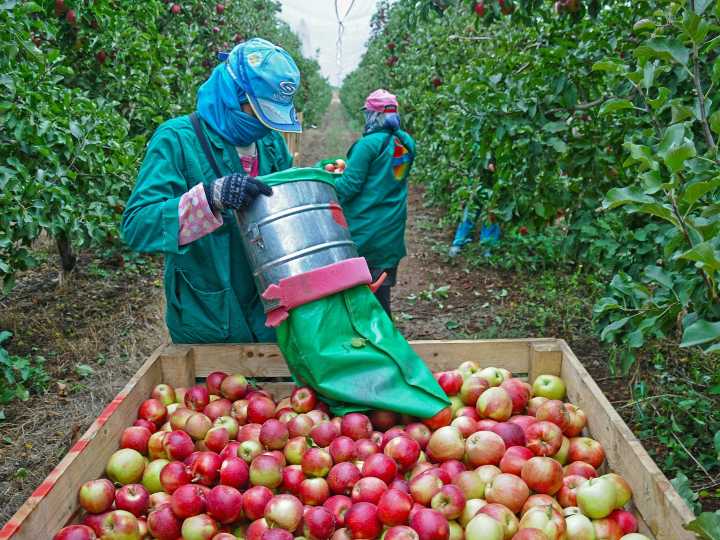 Extienden la vigencia del decreto que permite compatibilizar el trabajo rural temporario con el cobro planes sociales