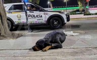 Bloquean calzada de Guadalupe para exigir atención veterinaria para un perro que fue herido