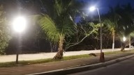 Instalarán señalética en Boulevard Bahía por la presencia de cocodrilos