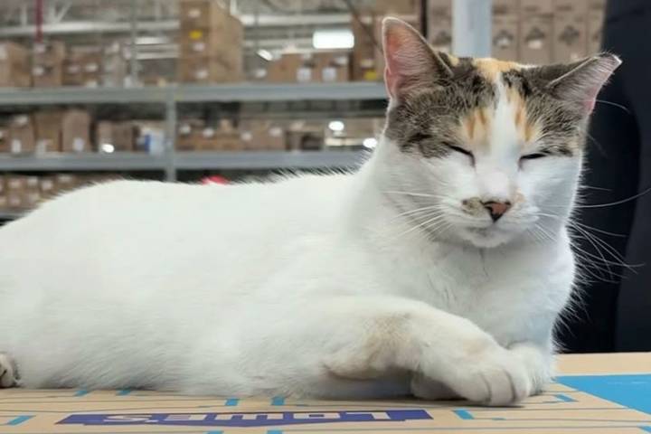 Francine the Cat, Who Lived at Virginia Lowe's for 8 Years, Goes Missing