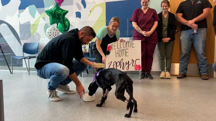 'Night-and-day difference': Beloved puppy returns to Capital Humane Society