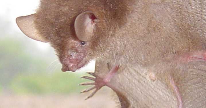 Six new bat species discovered just in time for Halloween