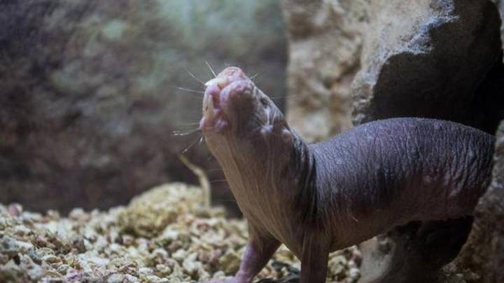 Just four mutations help naked mole rats fix DNA and live longer