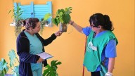 Dengue en Santa Fe: confirman circulación del mosquito y activan operativos en barrios críticos