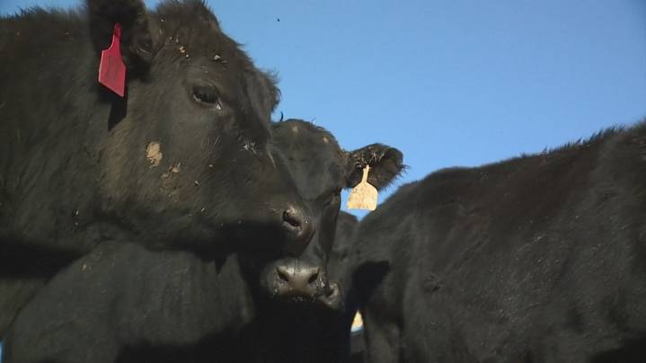 Cattle producers push back against Trump’s proposal to import beef from Argentina