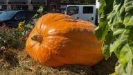 Where to find a 1,500-pound gourd? Great Annapolis Pumpkins