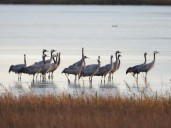 La llegada de las primeras grullas marca el inicio de la temporada en Gallocanta