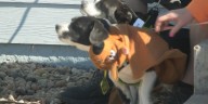 Paws 4 Fun hosts trick-or-treat extravaganza for four