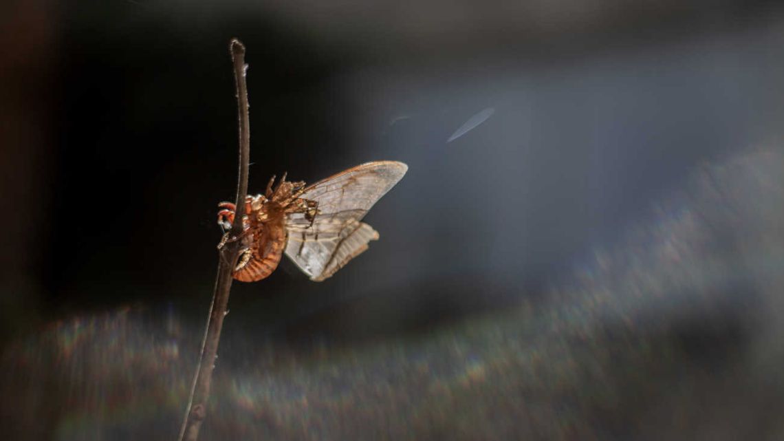 “Un puñado de tierra”: una obra que sacude de realidad con mariposas, flores y minerales hechos de muñecos de peluche