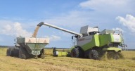 Es el alimento más consumido del mundo y una provincia tiene el 50% del área cultivada del país