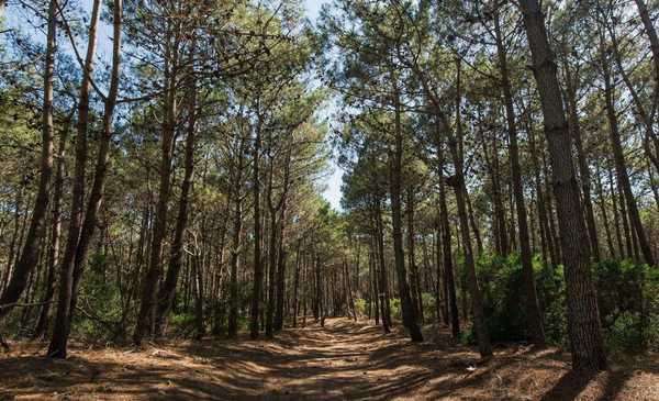 La playa del millón de pinos que parece salida de un cuento