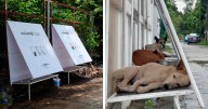 50 Genius Pet Inventions You Didn’t Know You Needed To Be The Coolest Pet Owner
