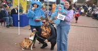 Dogs get dressed up for Canines on the Creek ahead of Halloween