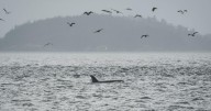 Scientists hope underwater fiber-optic cables can help save endangered orcas