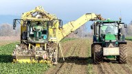 Asaja Castilla y León acusa a Azucarera de suprimir contratos con los remolacheros
