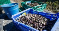 La CNMC advierte que la retirada de aceite de oliva del mercado podría perjudicar a consumidores y operadores
