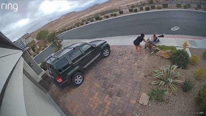 Small dog mauled in attack caught on video, owner looking for accountability