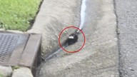 Curious Louisiana Boy Spots Something Small And Furry, Then Realizes It Needs Urgent Help