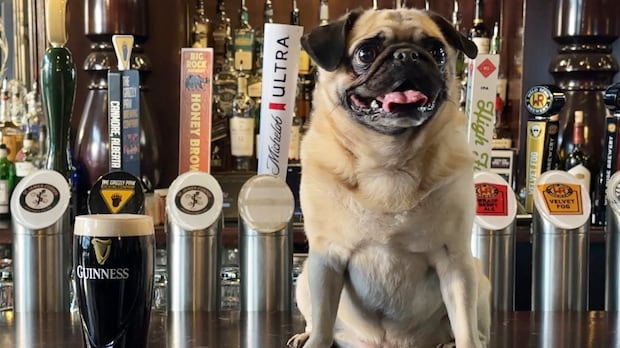 This Alberta pug could safely drive a truck and serve you beer