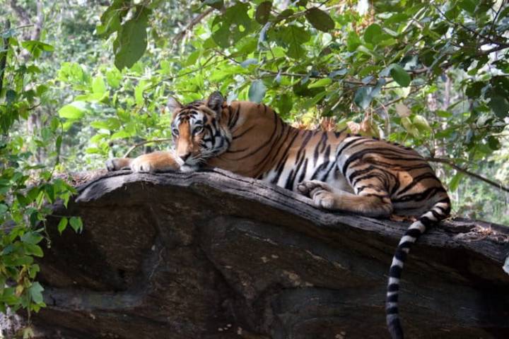Amid challenges, Nepal plans its latest tiger & rhino counts