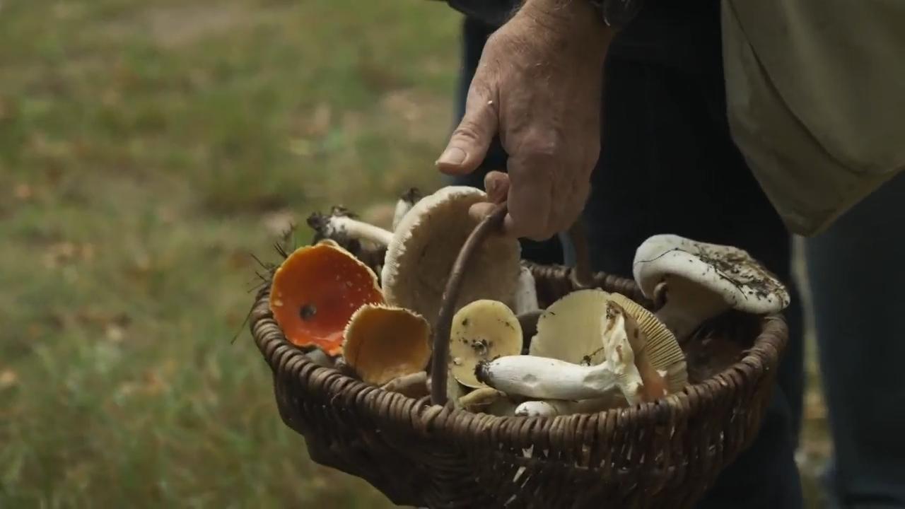 Mushroom pickers storm the German forests, turning a hobby into a lifestyle