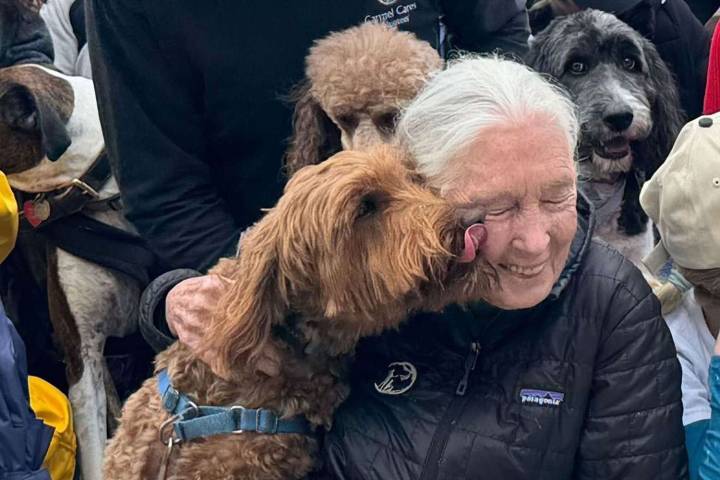 Jane Goodall Described Fond Memory of Spending Her Birthday with 90 Dogs Months Before Her Death