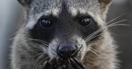Sick raccoons found in Robinson test negative for rabies