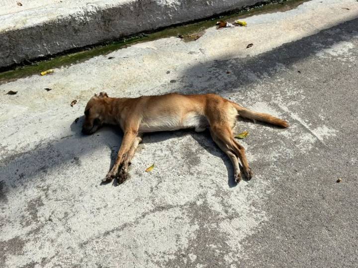 Silencian croquetas envenenadas a un callejero