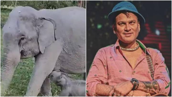 In Assam’s Kaziranga, newborn elephant calf named after late singer Zubeen Garg’s cult