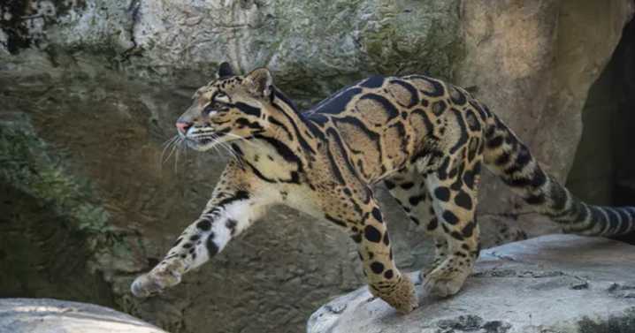 Clouded leopard dies of anemia Sepahijala wild life sanctuary , food shortage the reason